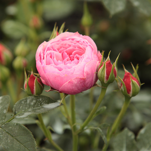 Pоза Пунч™ - розов - мини родословни рози